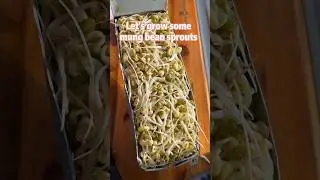 Let&rsquo;s grow some bean sprouts in recycled milk cartons 🌱