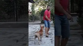 Paws In The Air #shorts #dog #cute