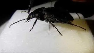 Upland Grazing does...Features of a Carabid Beetle