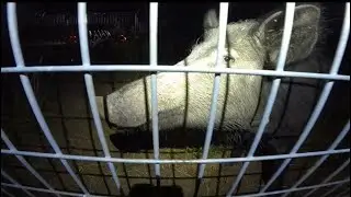 Trapping WILD HOGS in Texas #wildlife #outdoors