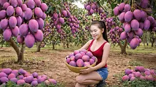 Harvesting Rare Purple Mangoes | Sold Fast at the Peaceful Country Market