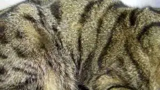 Cat with rapid breathing