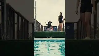 Dock Diving with Max!