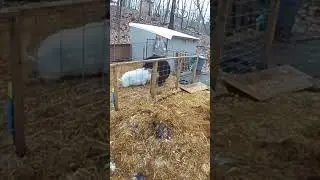 bear vs pigs | bear and pigs fight | bear vs pork | Bear breaks into pig pen |