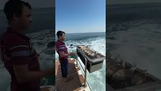 Live fish grill 🤤🤤🤤Yacht life #sea