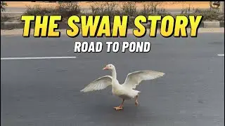 #ananthagirihills #vikarabad #creeksidefarm #farmresort #telanganatourism #swan