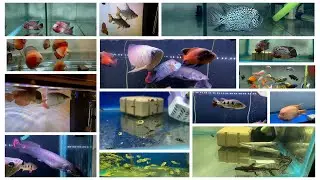 Imported Monster Aquarium Fishes in Delhi | High Quality Stock at Arish Aqua World #Aquarium #Fish