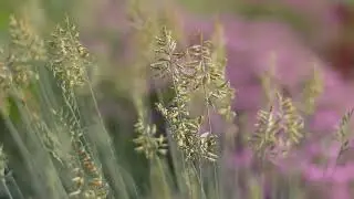Studio Botanic video 6