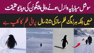 Truth Behind the Viral Penguin Clip That Fooled Millions