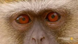 The Best Time for a Male Vervet to Join a Troop