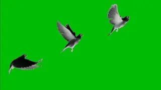Green Screen Birds flying in night effect No copyright Video Footage | Chroma key animation