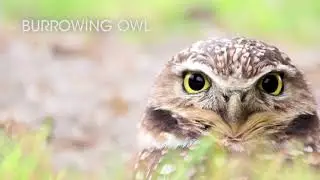 Species at Risk in Canada
