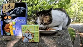 ご飯の匂いを嗅ぎ付けてやってきたガイアくん、それまで知らん顔してうろうろしてたくせに一目散に駆け寄ってきたなｗ