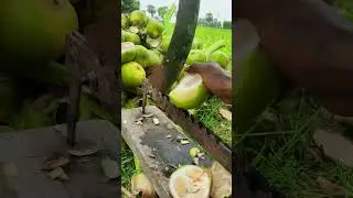 amazing palm fruit cutting skills #shotrs #palm #cuttingskills #rhythm #grampuri
