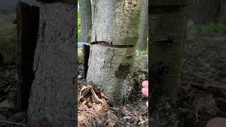 How to Kill a Tree Naturally #firewood #chainsaw #arborist #forest #tree #wood #landscape #stihl