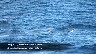 Micronesian Shearwater, 1-2 May 2022, off Rawaki Island, Kiribati.