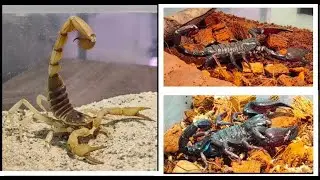 Scorpion Behavior Assessments: Taking the Sting Out of Behavioral Interpretation, Marissa Harrison