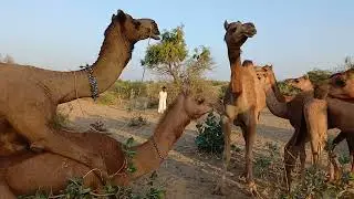 She camel is enjoying in a cool evening 