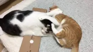 ネコキック！
