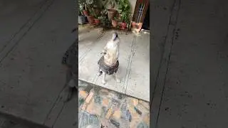Labrador Dog Barking Training 🔊🔉#labrador #barking #dogobedience