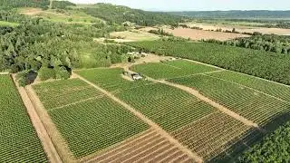 Ken Wright   Carter Vineyard