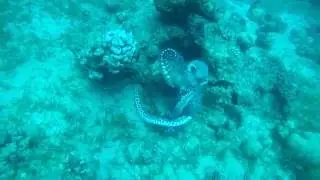 Octopus vs Tiger Snake Eel   PART 1 of 3