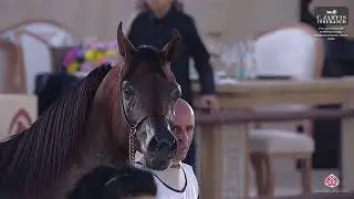 N 251 BADIEA AL NASSER   7th Souq Waqif International Arabian Horse Show 2026   Stallions 7 10 Years
