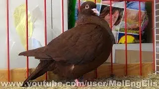 Pigeon Carneau Rouge - Exposition Avicole de Caudebec-en-Caux