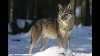 Der Wolf ist da RTR Cuntrasts