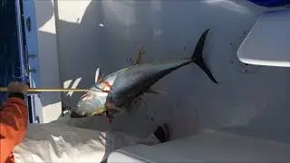 Nags Head Outer Banks Tuna Fishing January Country Girl OBX Pirates Cove
