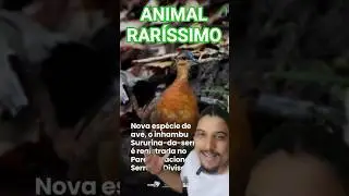 SURURINA-DA-SERRA: UMA DAS AVES MAIS RARA DO PLANETA &Eacute; DESCOBERTA!