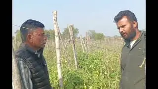 VNR Tomato 1064 ll Tomato Variety 1064 farmer review ll 