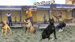 Dog  🐕 Ka Heavy Challenge Hone Ja Raha Hai Pet House 🏠 Mein 😇