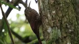 Montane Woodcreeper, Lepidocolaptes lacrymiger, Trepatroncos Monta&ntilde;ero, Parque Natural Chingaza