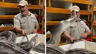 Tierpfleger will Eier von riesiger Python entwenden &ndash;&nbsp;die schnappt nach seinem Gesicht