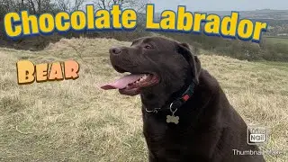 Chocolate Labrador Retriever walking adventure on RED HILL On the Lincolnshire Wolds.
