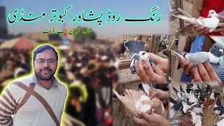 Ring Road Peshawar kabootar Mandi - Badshahi Shoq