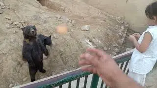 Lahore  Zoo safari park zoo  new animals 024@#025#