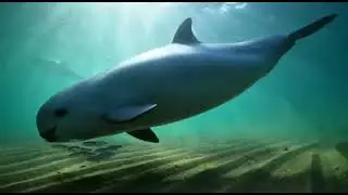 Vaquita: Echoes of the Vanishing Sea | Ultra-Realistic Documentary Series