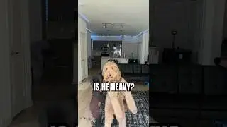 I Will Always Pick Him Up! #reels #puppy #viral #dog #funny