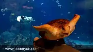 Peboryon's Snorkel the Turtle Cake