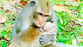 Loki Boss monkey, Look at this so fear for baby monkey, Make his baby hurt?