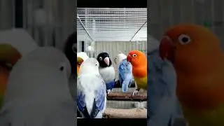 Lovebird | Courtship Rituals #birds #africanlovebird  #hobby #pets #youtubeshorts #shorts #ytshort