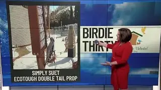 BIRDIE THIRTY: EcoTough Double Tail Prop Suet Feeder - EWN at 5:30am on 2-23-2025