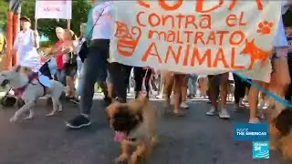 Cuba's first independent protest has over 400 people marching for animal welfare