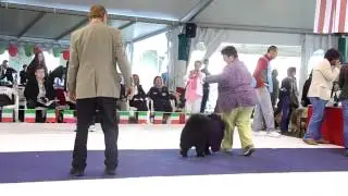 22 april, Volta Mantovana, Chow-Show, H&uuml;ndinen offene klasse (Miya)