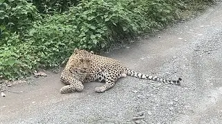 Kalimpong to Siliguri jungle safari tourist ka sat toure Day5