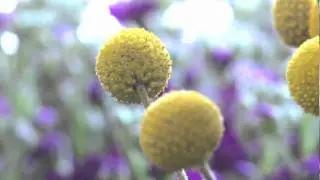 The Language of Flowers by Vanessa Diffenbaugh Book Trailer