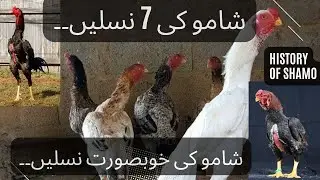 7 Different Breeds Of Shamo | ko aur O shamo k ilawa nasalen