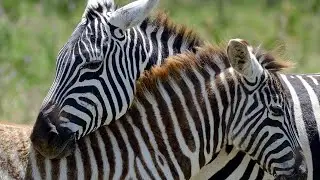 AMAZING SAFARI ANIMALS, FUN UPBEAT HAPPY MOOD BOOSTER MUSIC, STRESS RELEASE, ZEBRAS IN THE WILD